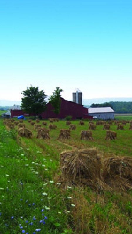 Amish oat field