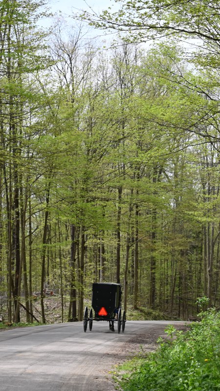 Amish Buggy travelling in Spring 2024