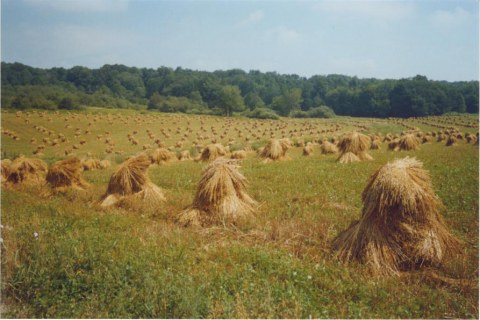 Oat Bundles in Shocks along the New York's Amish Trail