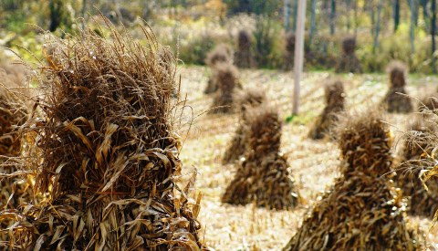 Bundles of Corn Stalks in Autumn field