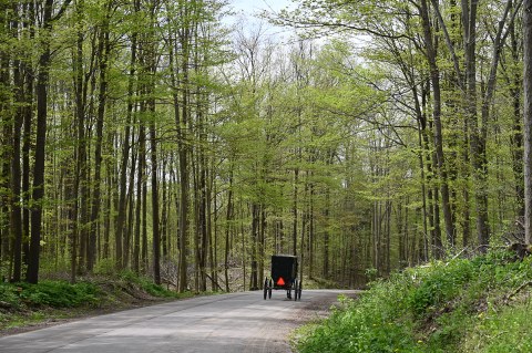 Amish buggy and horse on a winding road through the woods - Spring season