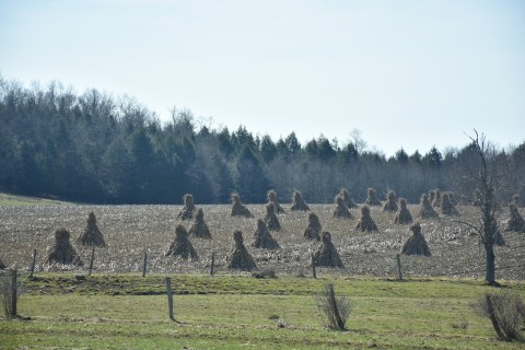 Corn shocks in spring