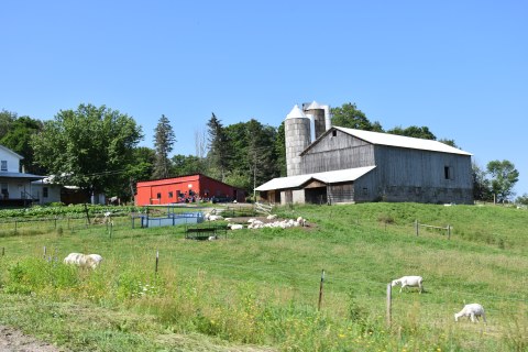 Herd of sheep in front of Amish farm