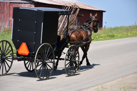 Close up view of horse and buggy
