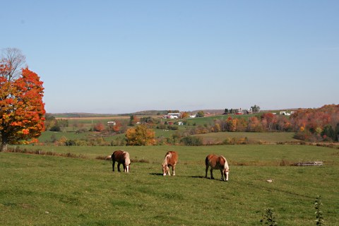 Amish Trail Work Horses Relaxing in Pasture