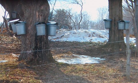 galvanized buckets hanging from maple trees