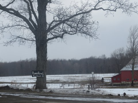 Winter view of the site of the Pennyroyal Race Track