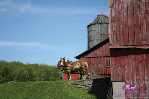 Belgian Workhorses waiting by the barn