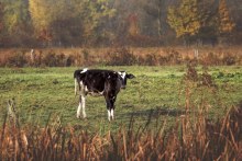 Cow posing in the fall field