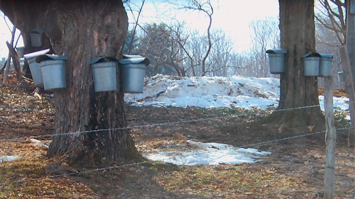 galvanized buckets hanging from maple trees