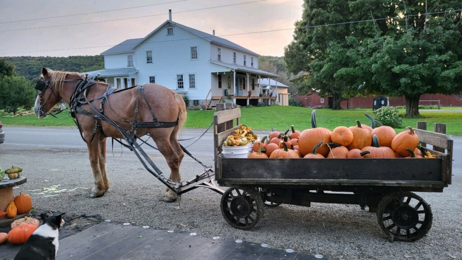 horse with wagon full of pumpkins