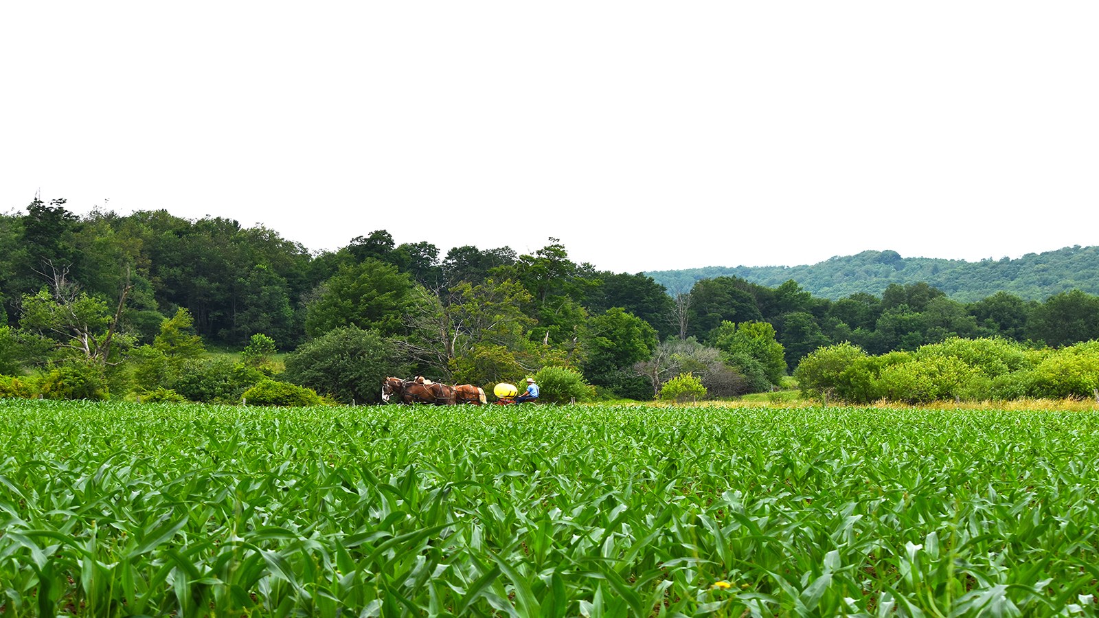 Amish Farming with Horses