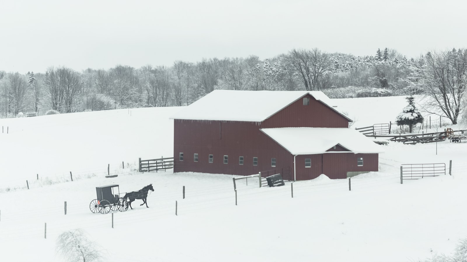 Horse and buggy by barn