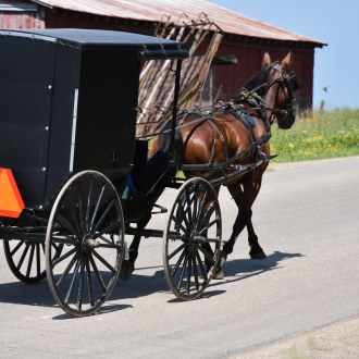 Close up view of horse and buggy