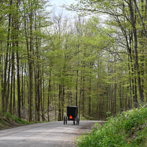 Amish Buggy travelling in Spring 2024