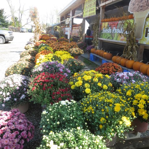 Mums at Randolph Peaches & Cream